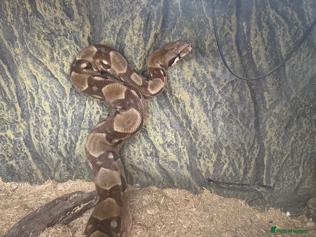 Boa Snake reptiles for sale: Boa snake - Image 3