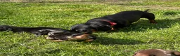Dachshund dogs for sale: Miniature Daschunds puppies - Advert 20