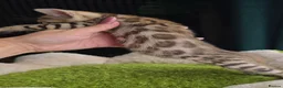 Bengal cats for sale: Outstanding rosetted brown bengal girls and boys🔥 - Advert 19