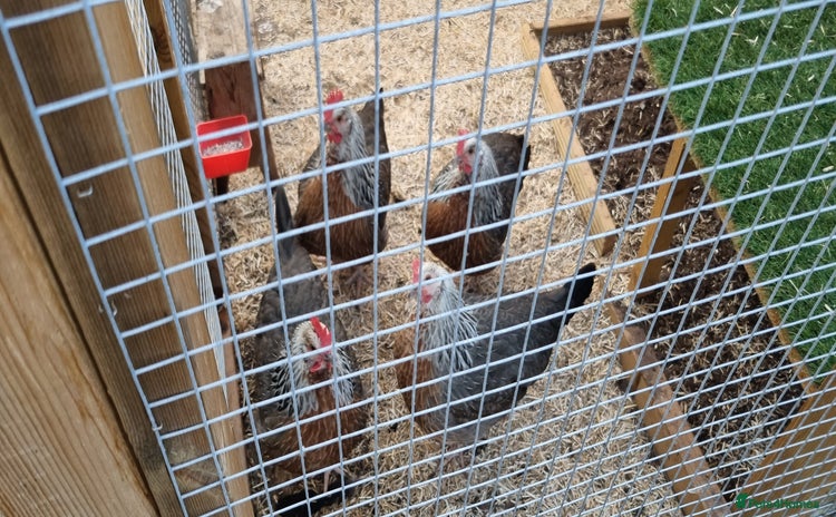 Chickens poultry - Advert 1
