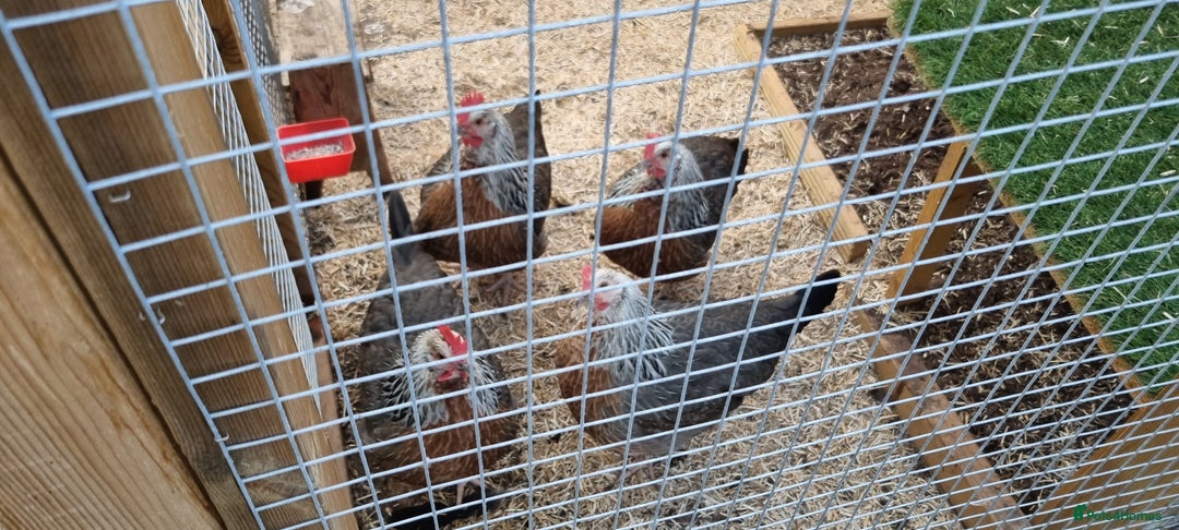 Chickens poultry for sale: Grey Silver Dorkings  - Image 1
