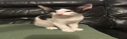 Mixed Breed cats for sale: Peterbald x Kittens in Dalkeith - Advert 5