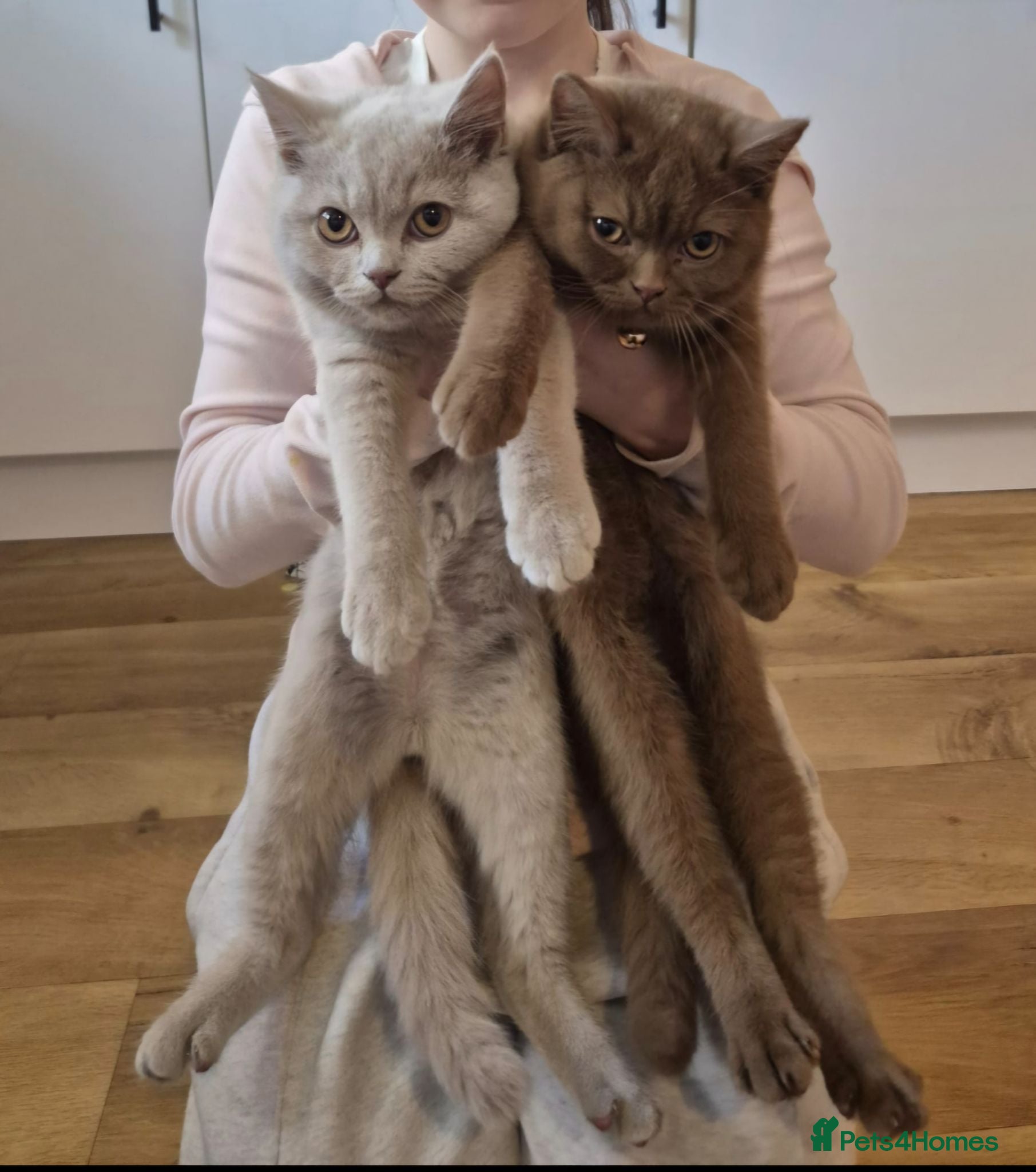 British Shorthair cats Fawn and Cinnamon BSH Boys - Advert 1