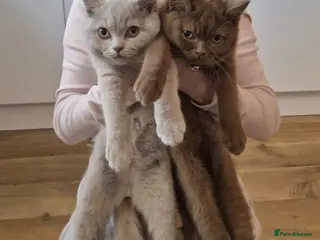 British Shorthair cats Fawn and Cinnamon BSH Boys - Advert 1
