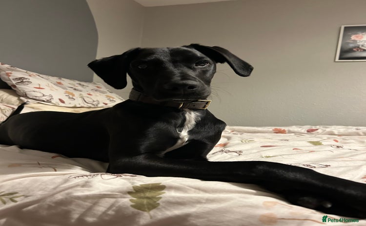 Mixed Breed dogs - Advert 4