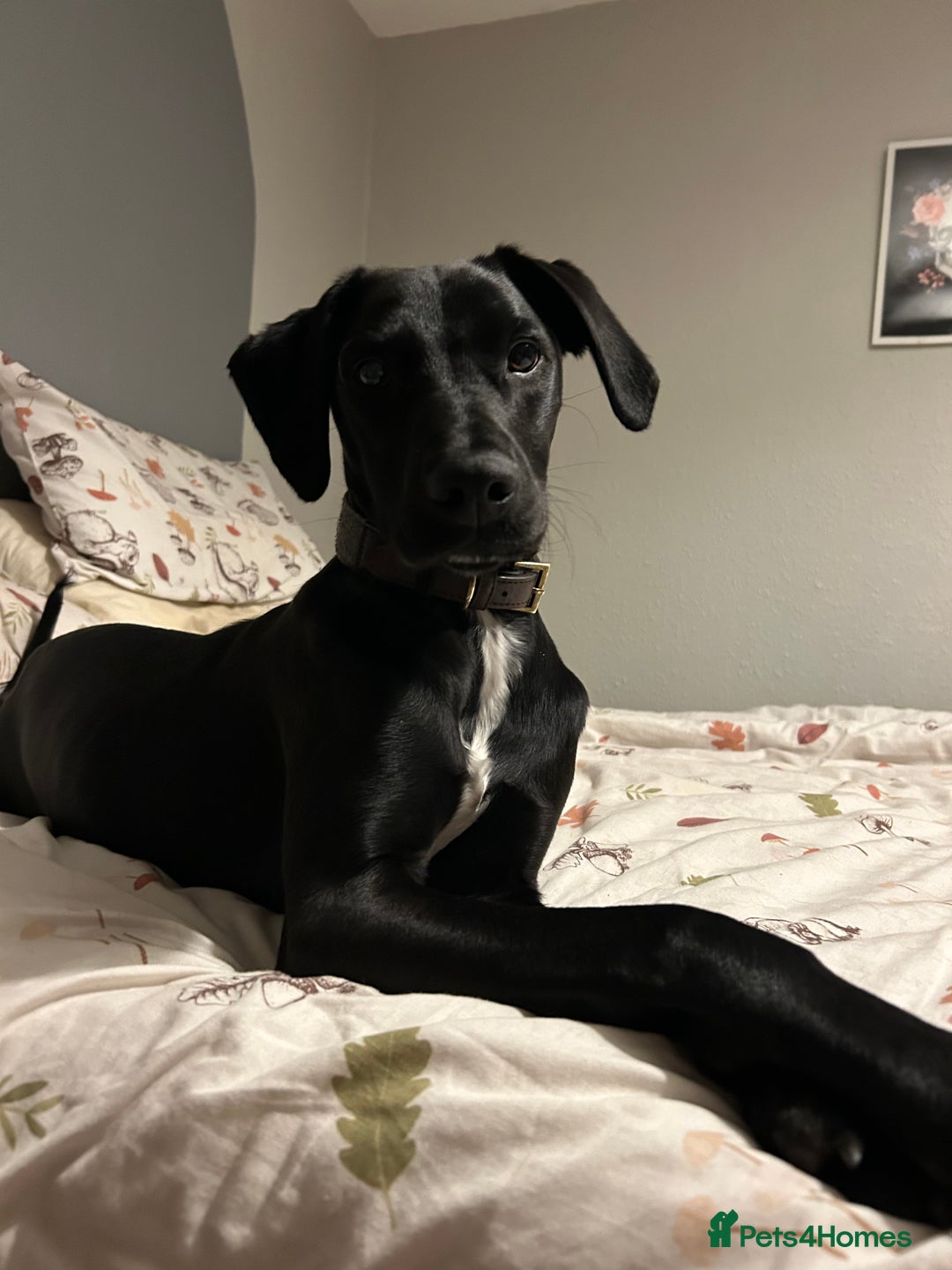 Mixed Breed dogs for sale: Colin, looking for his fur-ever home - Image 1