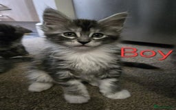 Maine Coon cats for sale: 1 Maine Coon kitten boy. - Image 1