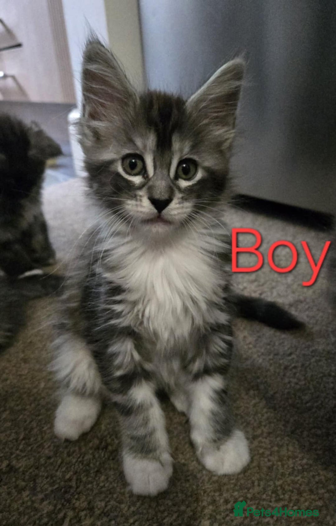 Maine Coon cats for sale: 1 Maine Coon kitten boy. - Image 1