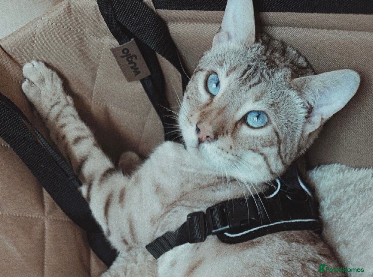 Bengal cats Moon the Snow Lynx Bengal - Advert 7