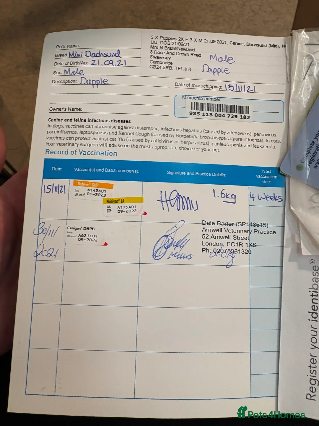 Miniature Dachshund dogs for stud: Dapple Stud. - Advert 8