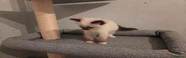 ​Girl 1 – Seal Mitted Point