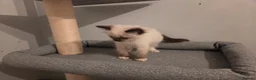 Ragdoll cats for sale: GCCF Ragdoll Kittens - Ready Now (Pet or Active) - Advert 27
