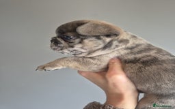 French Bulldog dogs for sale: Husky Panda Koi Frenchie = last 3 ready next week - Image 8