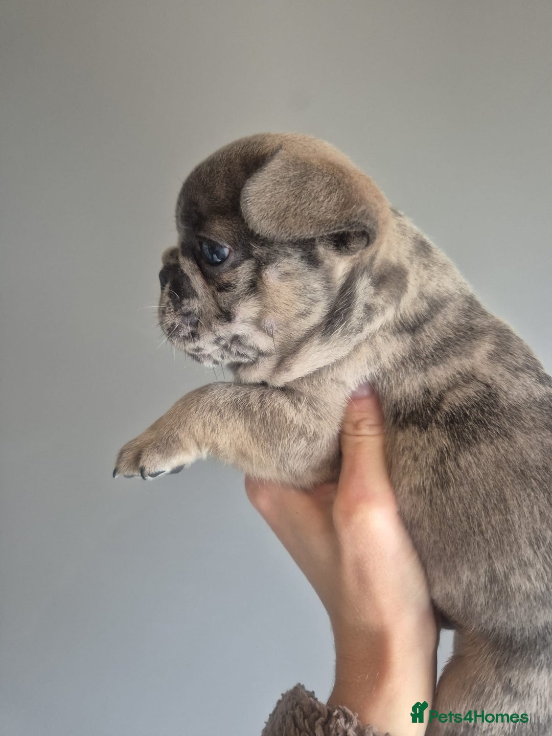 French Bulldog dogs for sale: Husky Panda Koi Frenchie = last 3 ready next week - Image 8