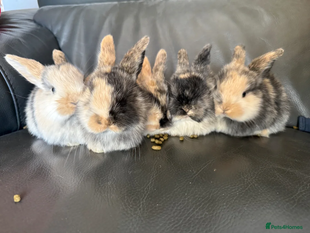 Mini Lop rabbits for sale: Adorable litter of pure breed mini lop rabbits in Rayleigh - Advert 1