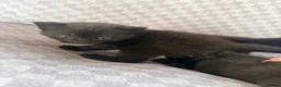 Mixed Breed cats for sale: Black tabby kittens  - Advert 24