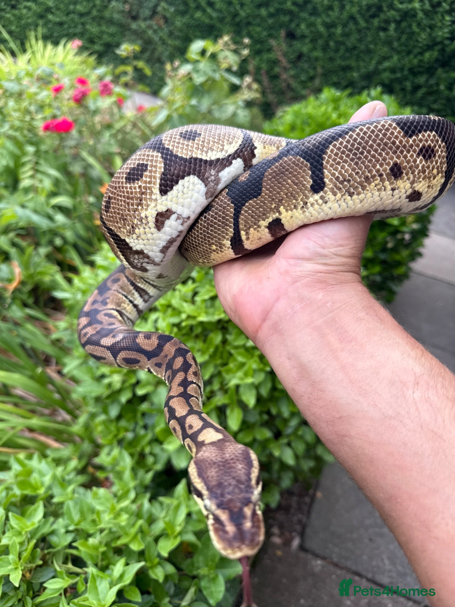 Python Snake reptiles Royal python female  - Advert 1