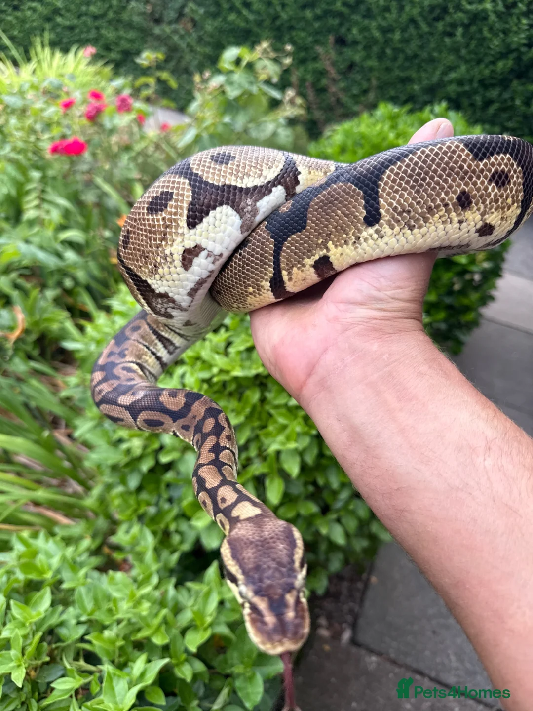 Python Snake reptiles for sale: Royal python female  - Advert 1
