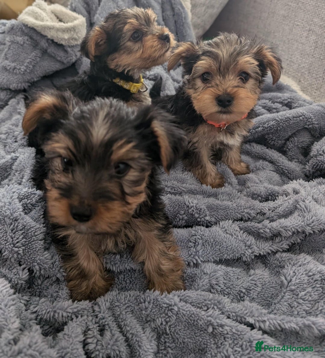 Yorkshire Terrier Gumtree Gumtree Yorkies Yorkshire Terrier Dogs