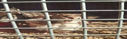 Quail poultry for sale: Coturnix quail and snowflake bobwhite  - Advert 7