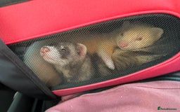 Ferret rodents for sale: 2 Male Ferrets with Full cage set up   - Image 4
