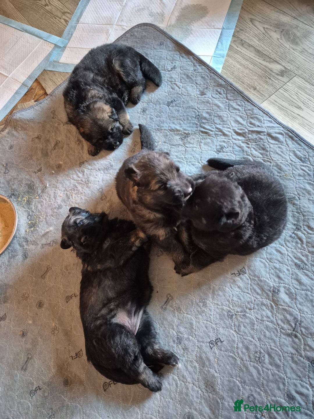 German Shepherd dogs for sale: German shepherd  - Advert 20