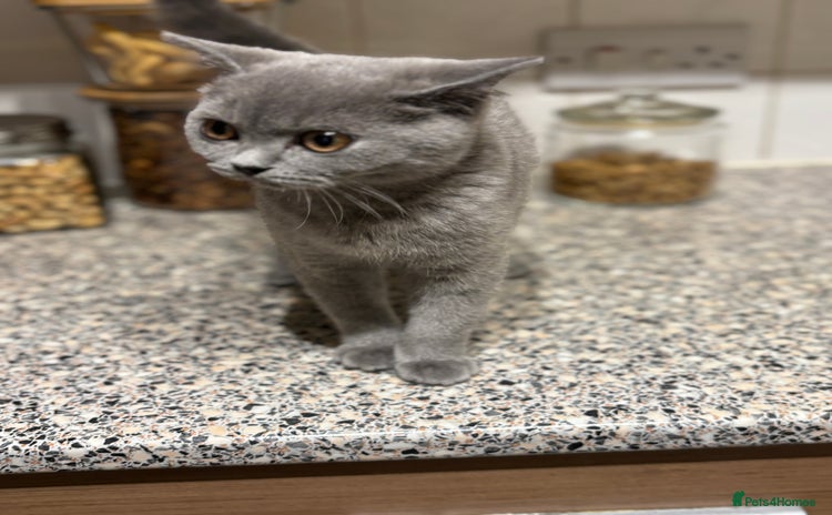 British Shorthair cats Female British shorthair blue left, for new home  - Advert 5