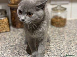 British Shorthair cats - Advert 11