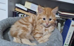 Turkish Angora cats for sale: Beautiful Fluffy Kittens Looking for Loving Homes - Image 12