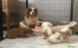 Cavapoo dogs for sale: 🐶🐩ADORABLE MINIATURE CAVAPOOS🐩🐶 - Image 29
