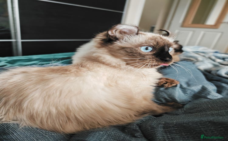 American Curl cats in Oldham - Advert 1