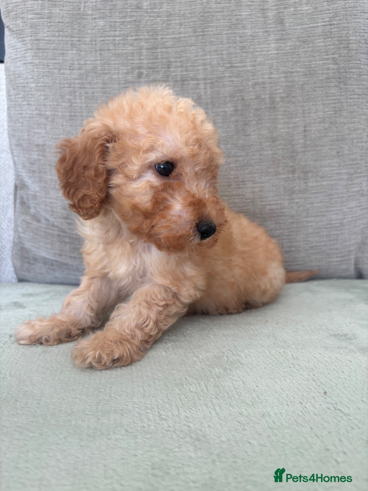 Cockapoo dogs F1b cockapoo puppy’s ready to leave  - Advert 1