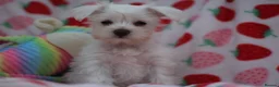Miniature Schnauzer dogs for sale: 🐾 CHOCOLATE GENE KC MINIATURE SCHNAUZER 🐾 - Advert 12