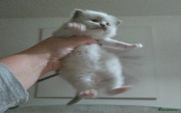 Mixed Breed cats for sale: 🎊RESERVED🎊💖Pure Blue-point mitted Ragdoll ♀️💖 - Image 5