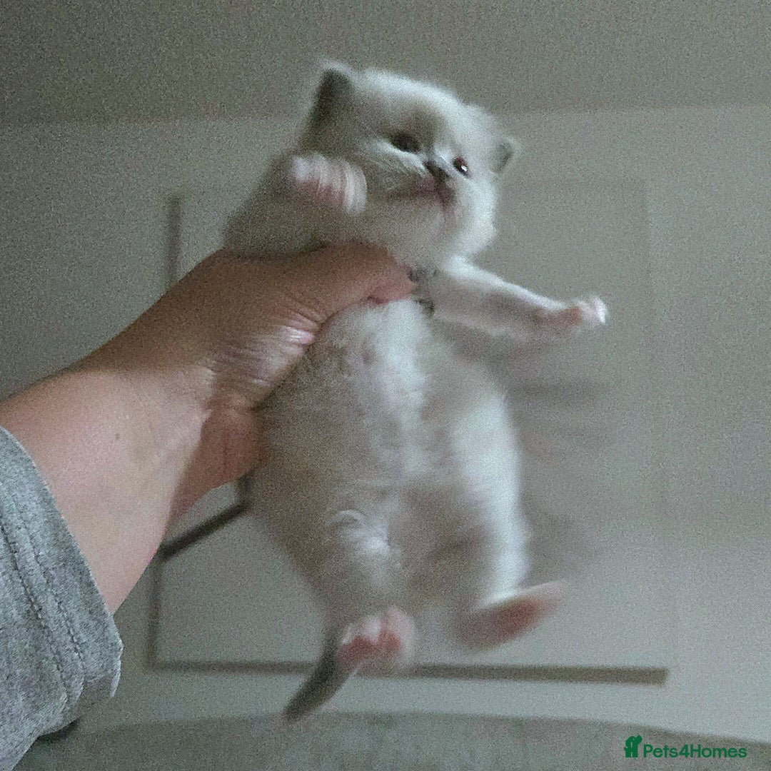 Mixed Breed cats for sale: 🎊RESERVED🎊💖Pure Blue-point mitted Ragdoll ♀️💖 - Image 5