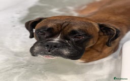 Boxer dogs for stud: Boxer for Stud in Grays - Image 7