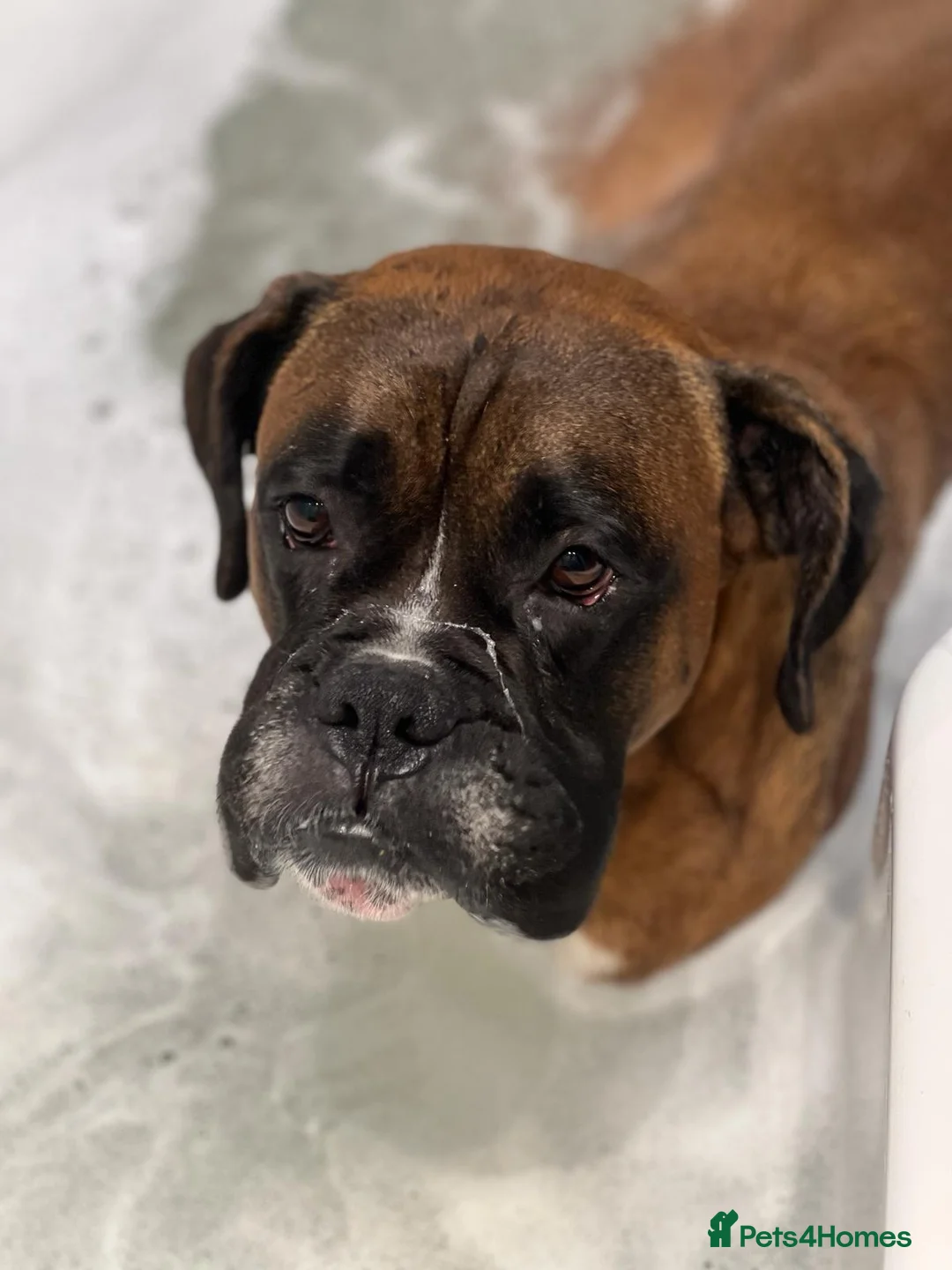 Boxer dogs for stud: Boxer for Stud in Grays - Advert 7