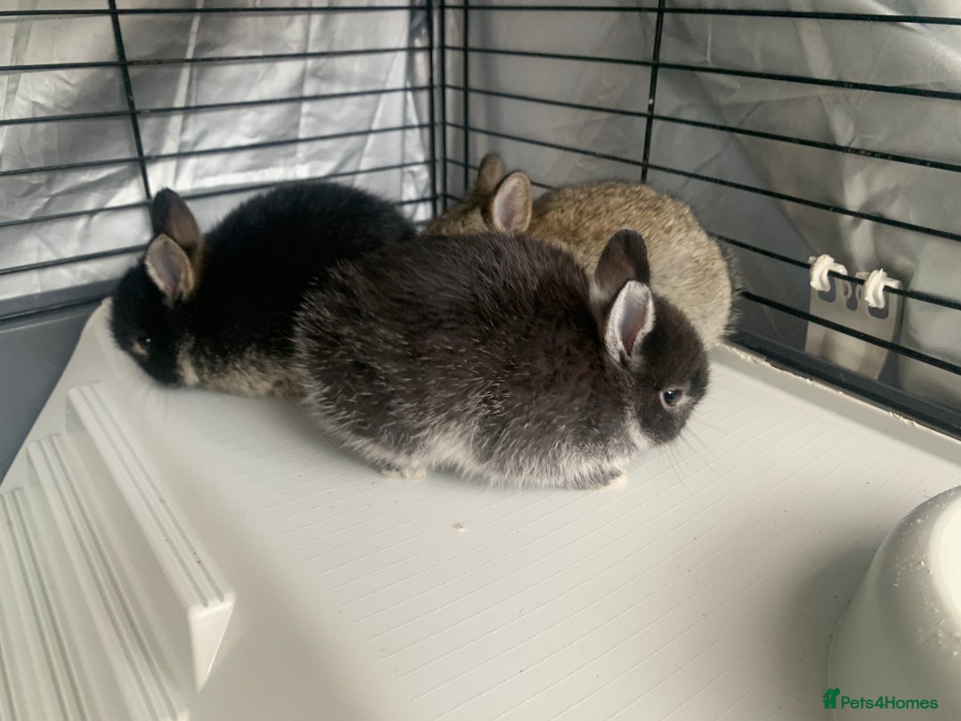 Netherland Dwarf rabbits for sale: Netherland Dwarf Bunnies - 6 left - Image 8