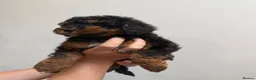 Miniature Poodle dogs for sale: Small miniature poodle puppies - Advert 21