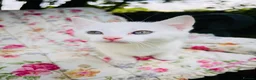Mixed Breed cats for sale: *READY NOW* 5 Beautiful, Confident Kittens - Advert 3