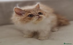 Persian cats for sale: Persian Kittens Looking For New Home - Image 25