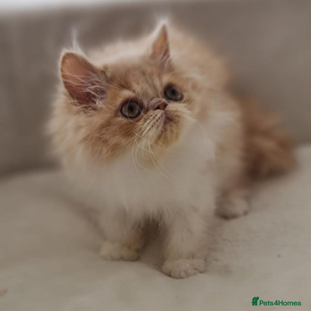 Persian cats for sale: Persian Kittens Looking For New Home - Image 25