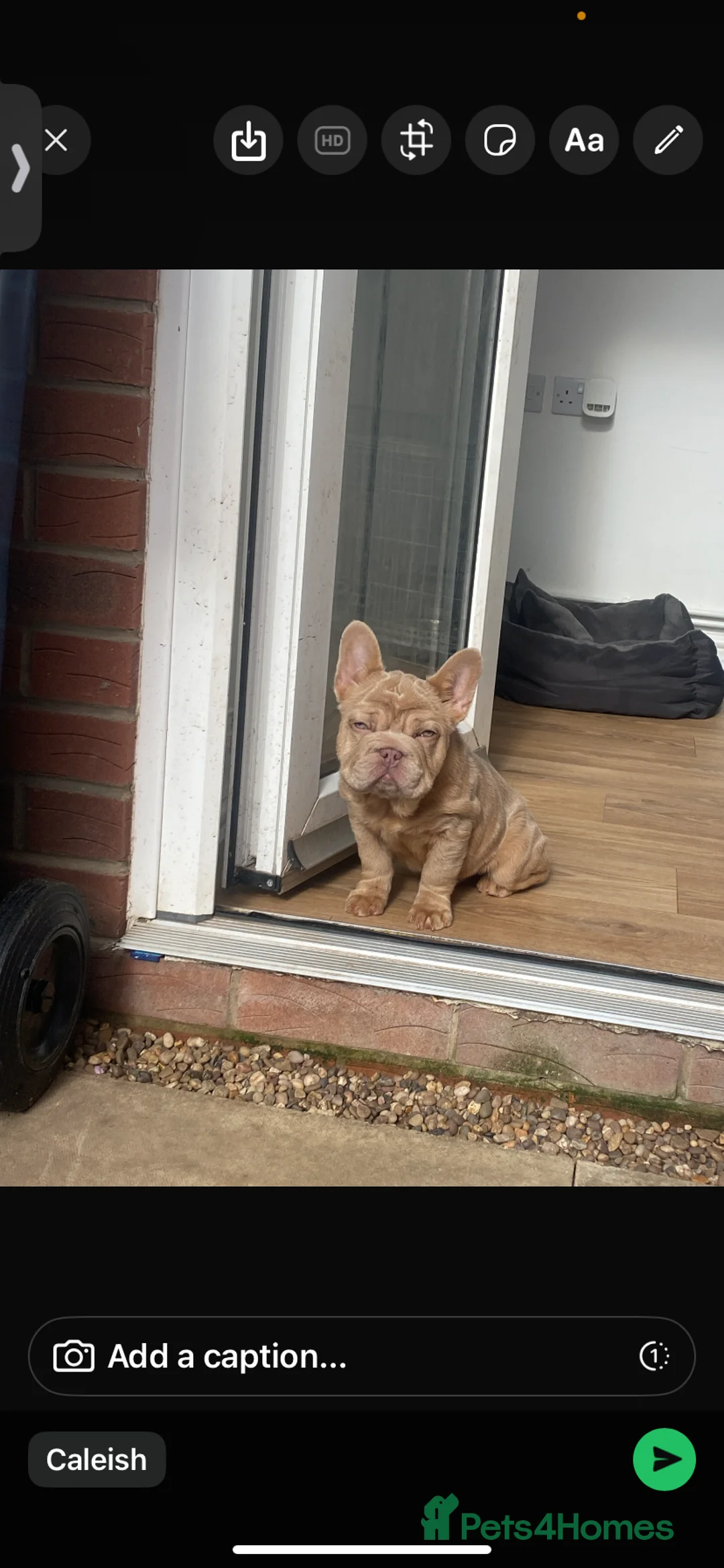 French Bulldog dogs for sale: Shaddy - Advert 2