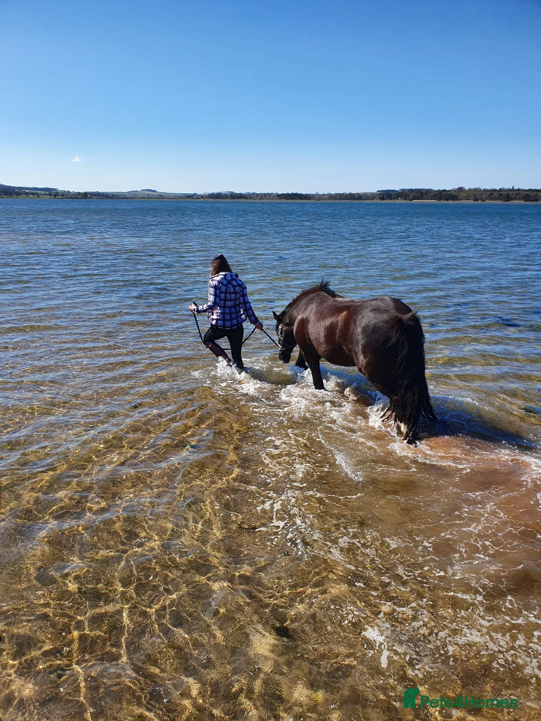 Irish Cob horses for sale: Minnie - 13.1/13.2 Cob Mare, 11yrs old in Dunbar - Advert 2