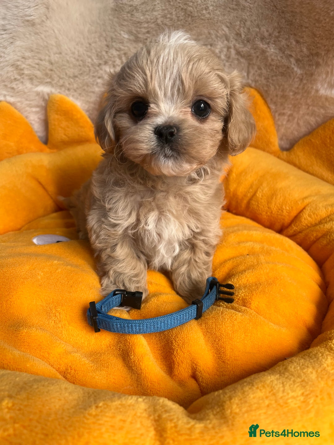 Maltipoo dogs for sale: Stunning Malticavapoo puppies NORTH STAFFORDSHIRE - Image 16