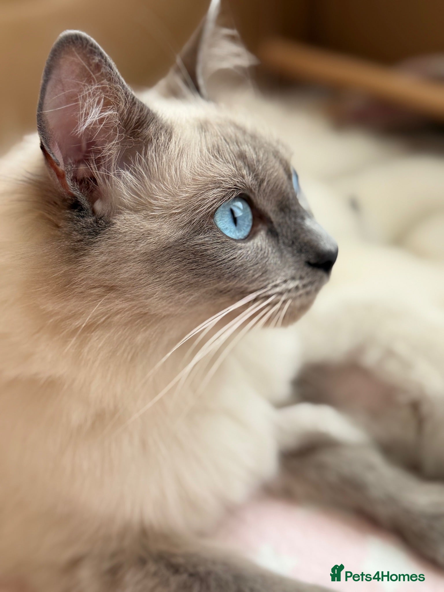 Ragdoll cats Beautiful Ragdoll kittens available for adoption - Advert 1