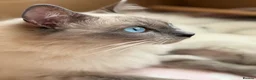 Ragdoll cats for sale: Beautiful Ragdoll kittens available for adoption - Advert 1