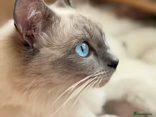 Ragdoll cats Beautiful Ragdoll kittens available for adoption - Advert 1