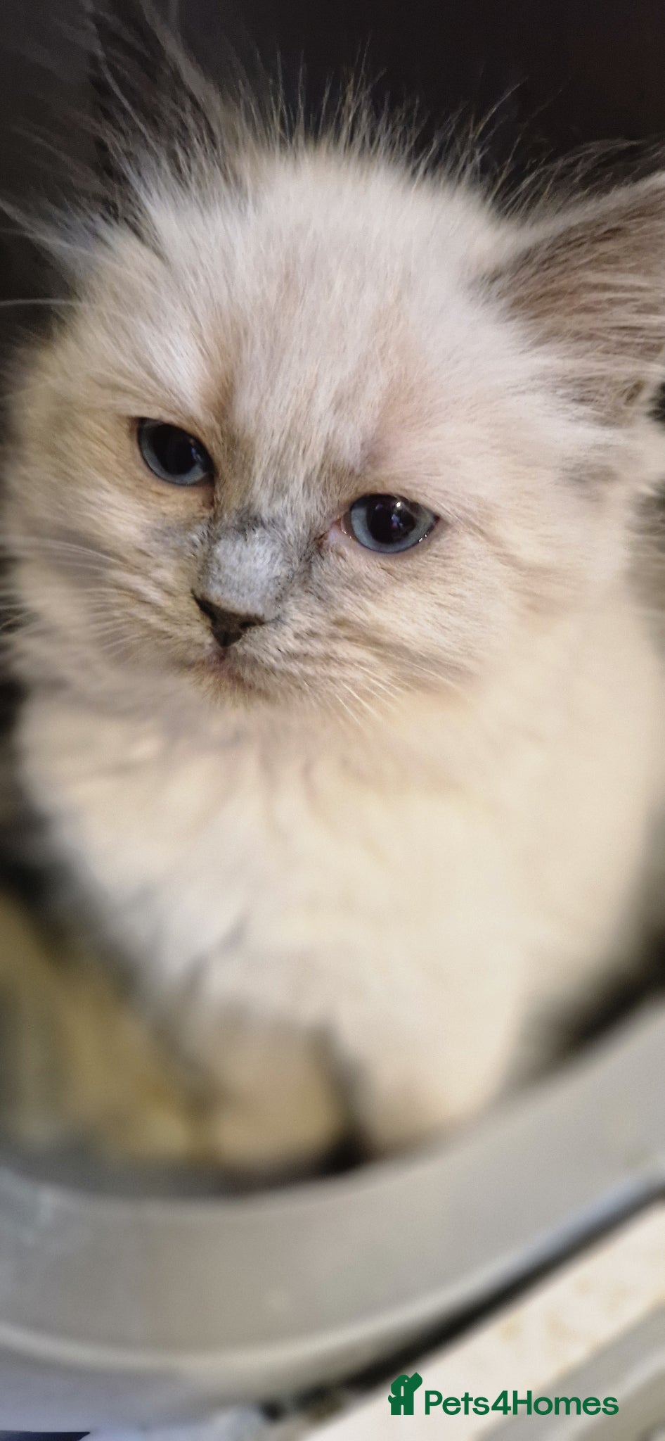 Ragdoll cats Last 2 Ragdoll kittens ready now - Advert 13