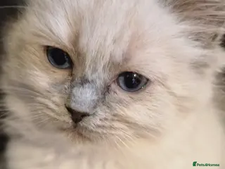 Ragdoll cats Last 2 Ragdoll kittens ready now - Advert 13